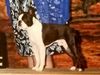 Profile picture of the animal