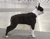Profile picture of the animal
