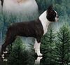 Profile picture of the animal