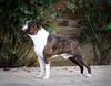 Profile picture of the animal