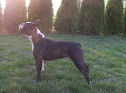 Profile picture of the animal