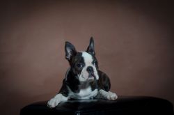 Profile picture of the animal