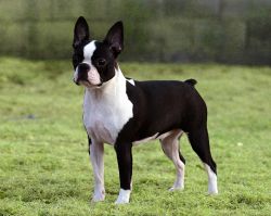 Profile picture of the animal
