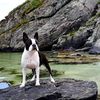 Profile picture of the animal