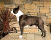 Profile picture of the animal