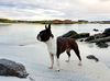Profile picture of the animal