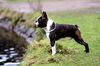 Profile picture of the animal