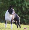 Profile picture of the animal