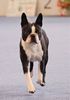Profile picture of the animal