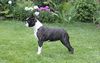 Profile picture of the animal