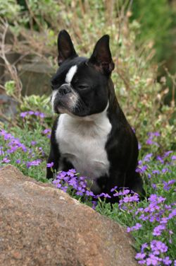 Profile picture of the animal