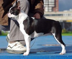 Profile picture of the animal