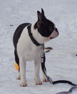 Profile picture of the animal