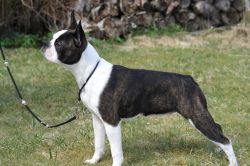Profile picture of the animal