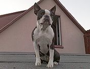 Profile picture of the animal