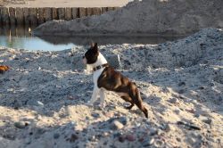 Profile picture of the animal