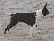 Profile picture of the animal
