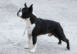 Profile picture of the animal