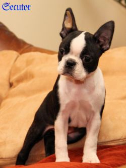 Profile picture of the animal