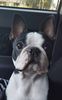 Profile picture of the animal