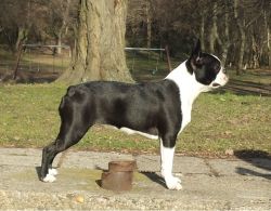 Profile picture of the animal