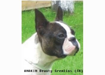 Profile picture of the animal