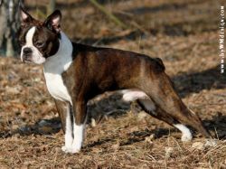 Profile picture of the animal
