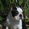 Profile picture of the animal