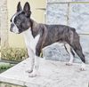 Profile picture of the animal