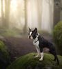 Profile picture of the animal