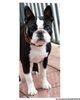Profile picture of the animal
