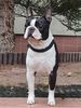 Profile picture of the animal