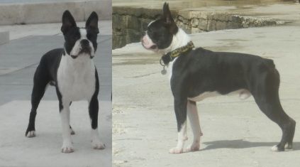 Profile picture of the animal