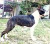 Profile picture of the animal