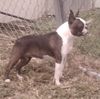 Profile picture of the animal