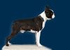 Profile picture of the animal
