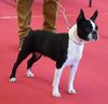 Profile picture of the animal