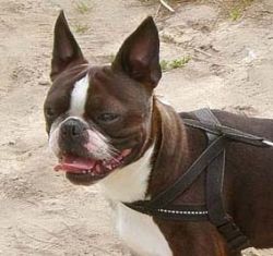 Profile picture of the animal