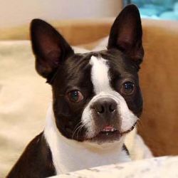 Profile picture of the animal