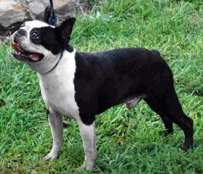 Takota boston hot sale terriers