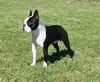 Profile picture of the animal