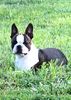 Profile picture of the animal