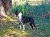 Profile picture of the animal