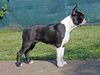 Profile picture of the animal