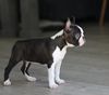 Profile picture of the animal