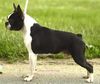 Profile picture of the animal