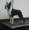 Profile picture of the animal