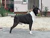 Profile picture of the animal