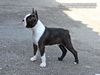 Profile picture of the animal