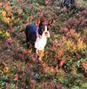 Profile picture of the animal